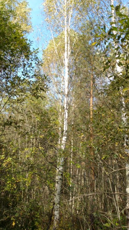 В Судогде суд удовлетворил иск прокурора об обязании районной администрации очистить земельный участок, предоставленный многодетной семье, от деревьев и кустарников