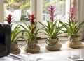 Зимний цветной рай: 9 комнатных растений, которые раскрасят ваши холодные дни