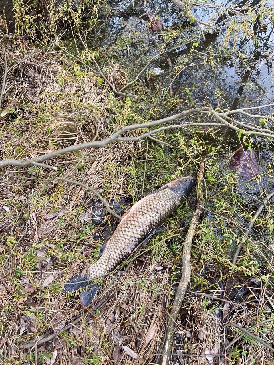 ™™™™™™™™. ™Владимирская природоохранная прокуратура направила в суд уголовное дело о загрязнении реки Бакава в Юрьев-Польском районе Исполняющим обязанности Владимирского природоохранного прокурора утвержден обвинительный... ™™™™™™™™. ™Владимирская природоохранная прокуратура направила в суд уголовное дело о загрязнении реки Бакава в Юрьев-Польском районе Исполняющим обязанности Владимирского природоохранного прокурора утвержден обвинительный...