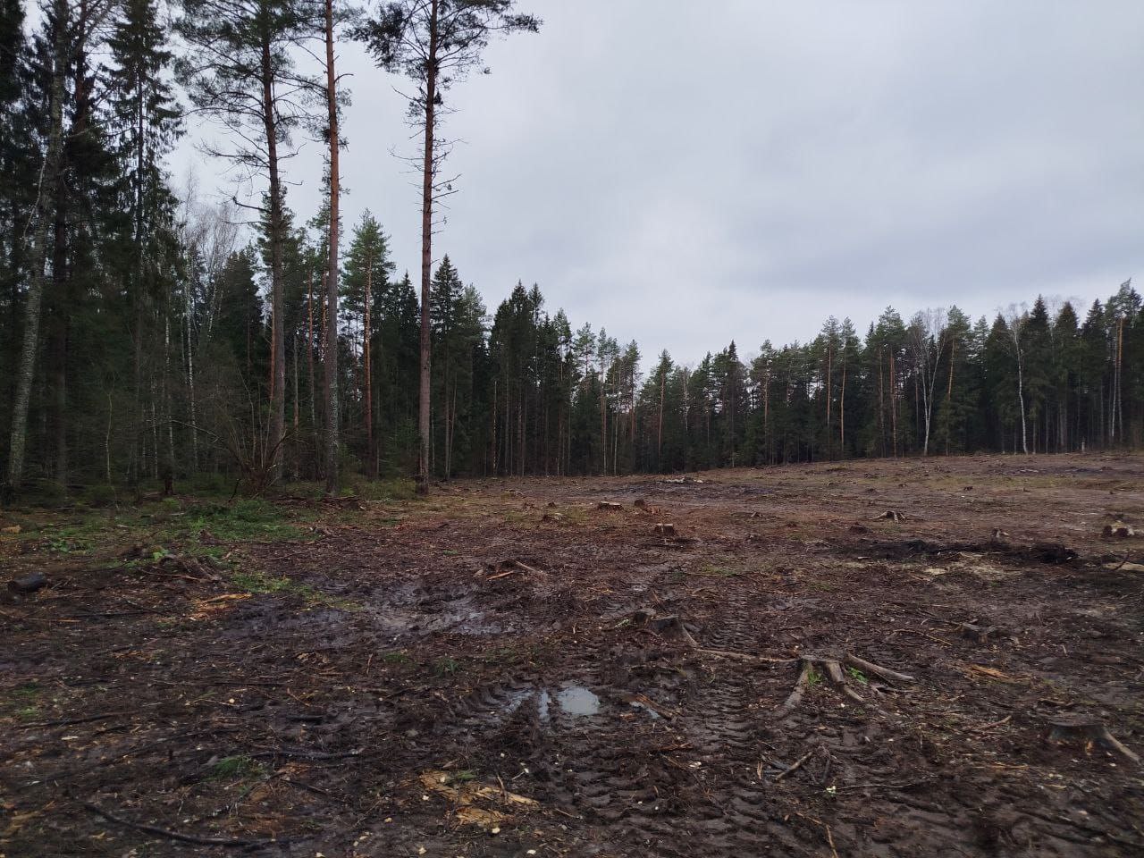 По постановлению прокуратура Гороховецкого района арендатор лесных участков привлечен к административной ответственности за нарушение правил заготовки древесины и правил пожарной безопасности в лесах По постановлению прокуратура Гороховецкого района арендатор лесных участков привлечен к административной ответственности за нарушение правил заготовки древесины и правил пожарной безопасности в лесах