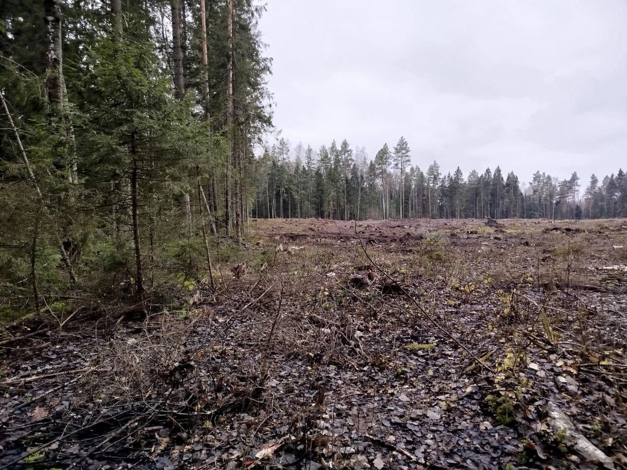 По постановлению прокуратура Гороховецкого района арендатор лесных участков привлечен к административной ответственности за нарушение правил заготовки древесины и правил пожарной безопасности в лесах По постановлению прокуратура Гороховецкого района арендатор лесных участков привлечен к административной ответственности за нарушение правил заготовки древесины и правил пожарной безопасности в лесах