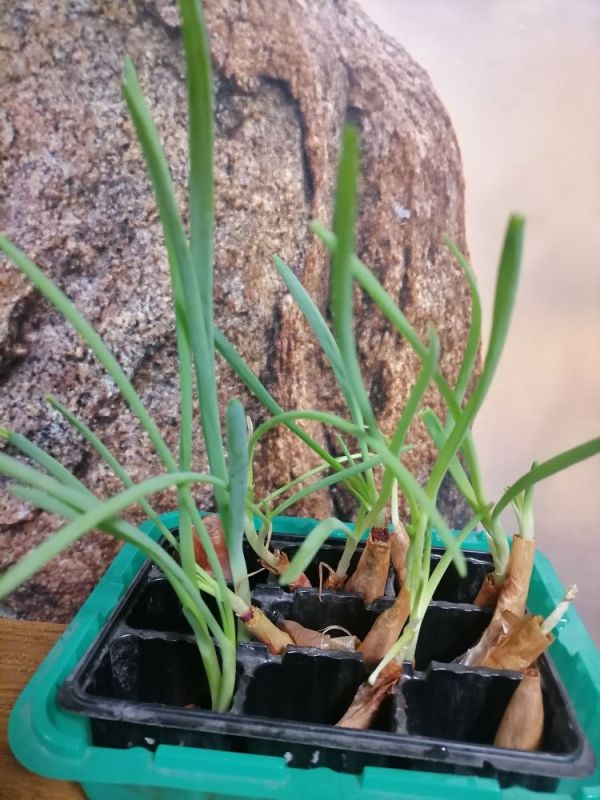 Выращивание зелени в домашних условиях: советы для зимнего привкуса