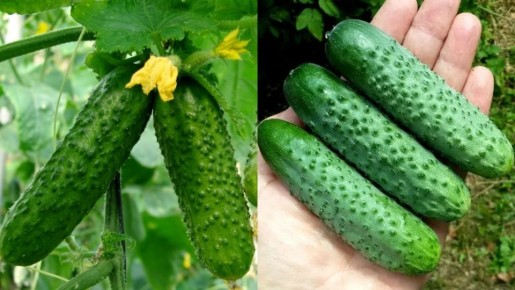 Как соседи теряют урожай огурцов, а вы собираете плоды до самих заморозков