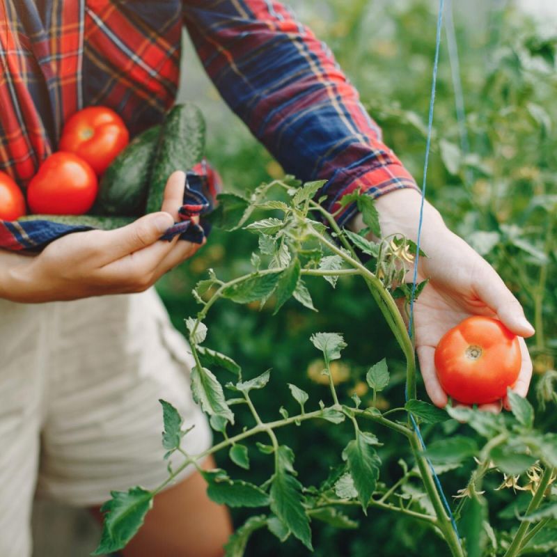 Как получить сочные и сладкие томаты: секреты ухода и неожиданные методы