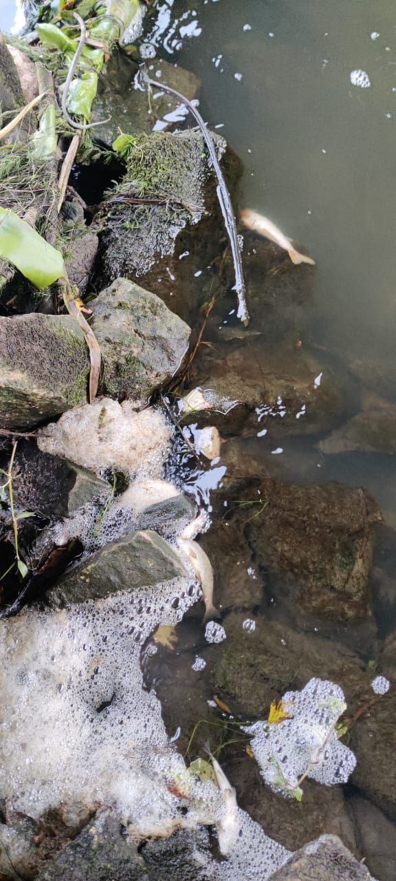 ™™™™™™™™. ™В Кольчугино прокурор требует дать уголовно-правовую оценку действиям лиц, виновных в загрязнении реки Пекша, повлекшем гибель водных биологических ресурсов Кольчугинской межрайонной прокуратурой совместно с... ™™™™™™™™. ™В Кольчугино прокурор требует дать уголовно-правовую оценку действиям лиц, виновных в загрязнении реки Пекша, повлекшем гибель водных биологических ресурсов Кольчугинской межрайонной прокуратурой совместно с...