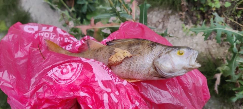 ™™™™™™™™. ™В Кольчугино прокурор требует дать уголовно-правовую оценку действиям лиц, виновных в загрязнении реки Пекша, повлекшем гибель водных биологических ресурсов Кольчугинской межрайонной прокуратурой совместно с... ™™™™™™™™. ™В Кольчугино прокурор требует дать уголовно-правовую оценку действиям лиц, виновных в загрязнении реки Пекша, повлекшем гибель водных биологических ресурсов Кольчугинской межрайонной прокуратурой совместно с...