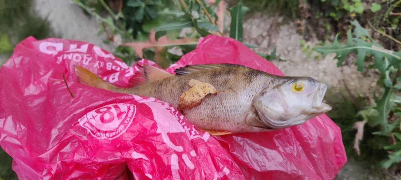 ™™™™™™™™. ™В Кольчугино прокурор требует дать уголовно-правовую оценку действиям лиц, виновных в загрязнении реки Пекша, повлекшем гибель водных биологических ресурсов Кольчугинской межрайонной прокуратурой совместно с... ™™™™™™™™. ™В Кольчугино прокурор требует дать уголовно-правовую оценку действиям лиц, виновных в загрязнении реки Пекша, повлекшем гибель водных биологических ресурсов Кольчугинской межрайонной прокуратурой совместно с...