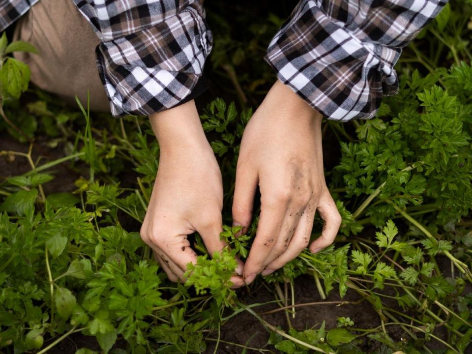 Как картон может стать вашим помощником в борьбе с сорняками