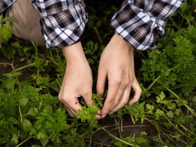 Как картон может стать вашим помощником в борьбе с сорняками