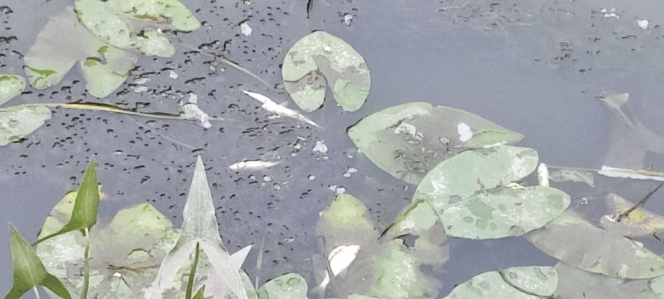 ™™™™™™™™. ™В Кольчугино прокурор требует дать уголовно-правовую оценку действиям лиц, виновных в загрязнении реки Пекша, повлекшем гибель водных биологических ресурсов Кольчугинской межрайонной прокуратурой совместно с... ™™™™™™™™. ™В Кольчугино прокурор требует дать уголовно-правовую оценку действиям лиц, виновных в загрязнении реки Пекша, повлекшем гибель водных биологических ресурсов Кольчугинской межрайонной прокуратурой совместно с...