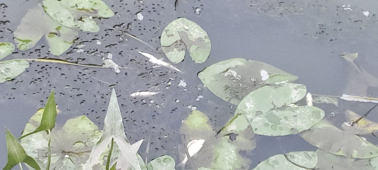 ™™™™™™™™. ™В Кольчугино прокурор требует дать уголовно-правовую оценку действиям лиц, виновных в загрязнении реки Пекша, повлекшем гибель водных биологических ресурсов Кольчугинской межрайонной прокуратурой совместно с... ™™™™™™™™. ™В Кольчугино прокурор требует дать уголовно-правовую оценку действиям лиц, виновных в загрязнении реки Пекша, повлекшем гибель водных биологических ресурсов Кольчугинской межрайонной прокуратурой совместно с...