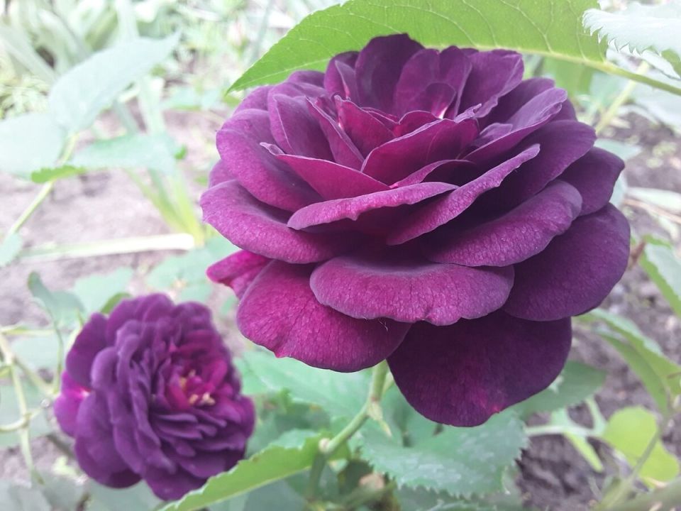 Секреты розоводов: 7 фраз, которые слышат новички от опытных любителей