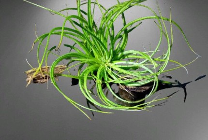 Тилландсия: воздушный цветок, который украсит любой уголок вашего дома