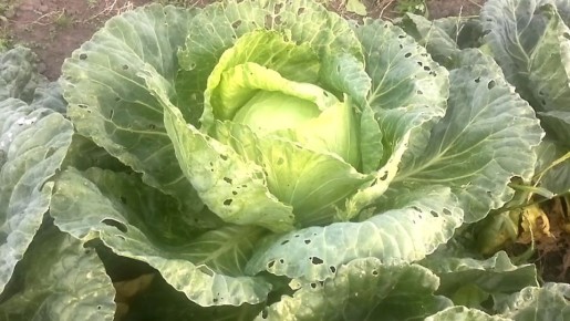 Успех в борьбе с капустными вредителями: простые и доступные методы защиты