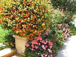 Почвопокровные розы: новые зимостойкие сорта для вашего сада