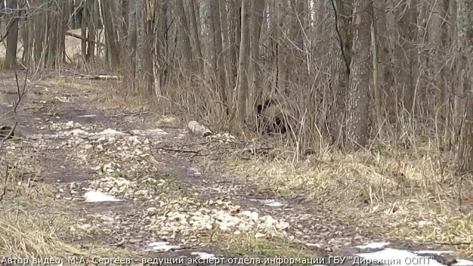 Кабанчики Клязьминско-Лухского заказника инспектируют экомаршрут «Тропою Могучего зубра»