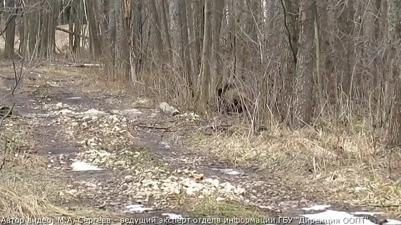 Кабанчики Клязьминско-Лухского заказника инспектируют экомаршрут «Тропою Могучего зубра»