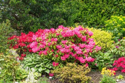 Рододендроны: идеальные цветы для начинающих садоводов