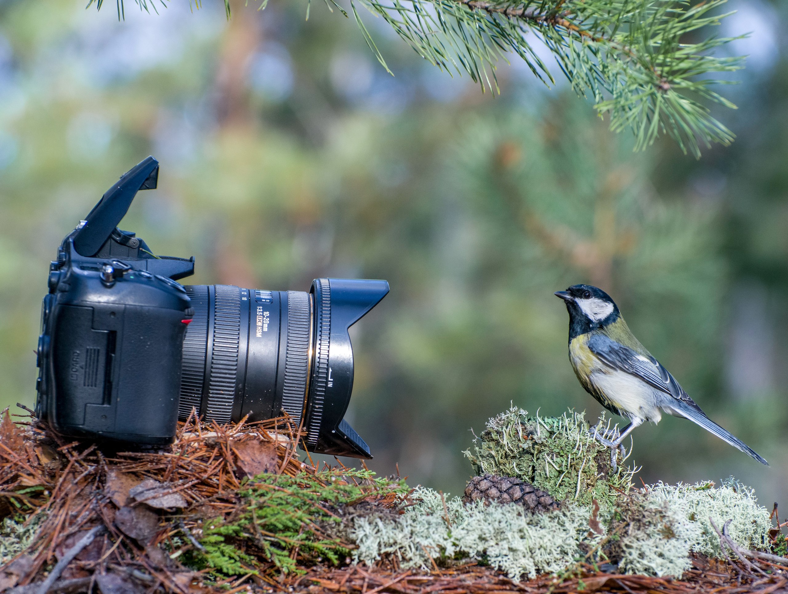 Доброе утро. Сегодня - Синичкин день Доброе утро. Сегодня - Синичкин день