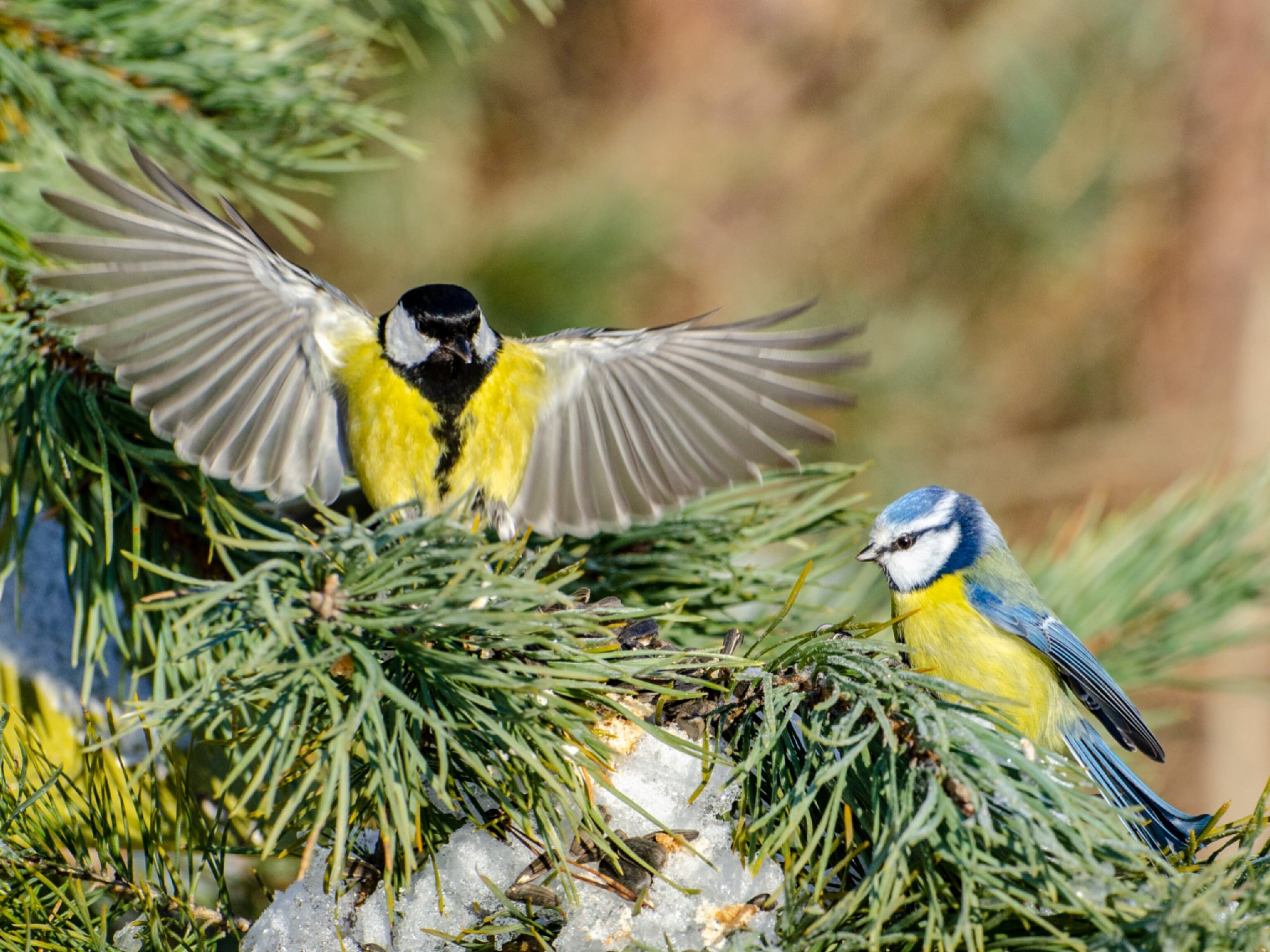 Доброе утро. Сегодня - Синичкин день Доброе утро. Сегодня - Синичкин день