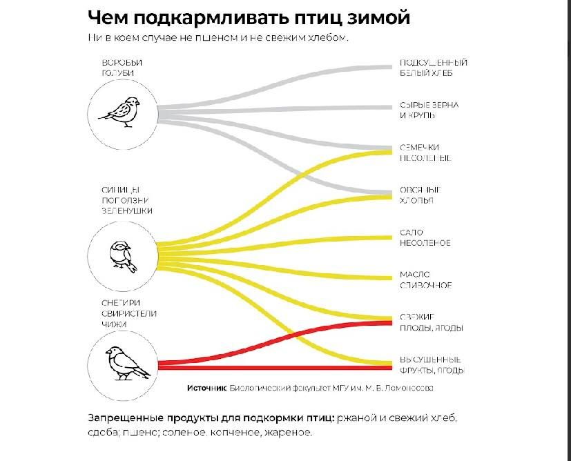 12 ноября отмечается экологический день для подкормки зимующих птиц