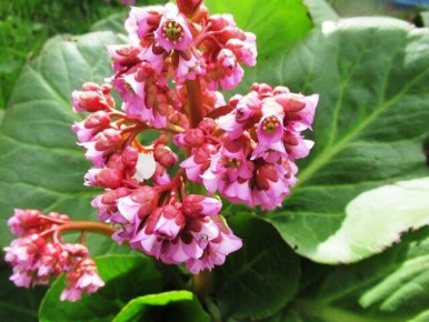 Безмятежная красота бадана: как выращивать это растение на своем участке