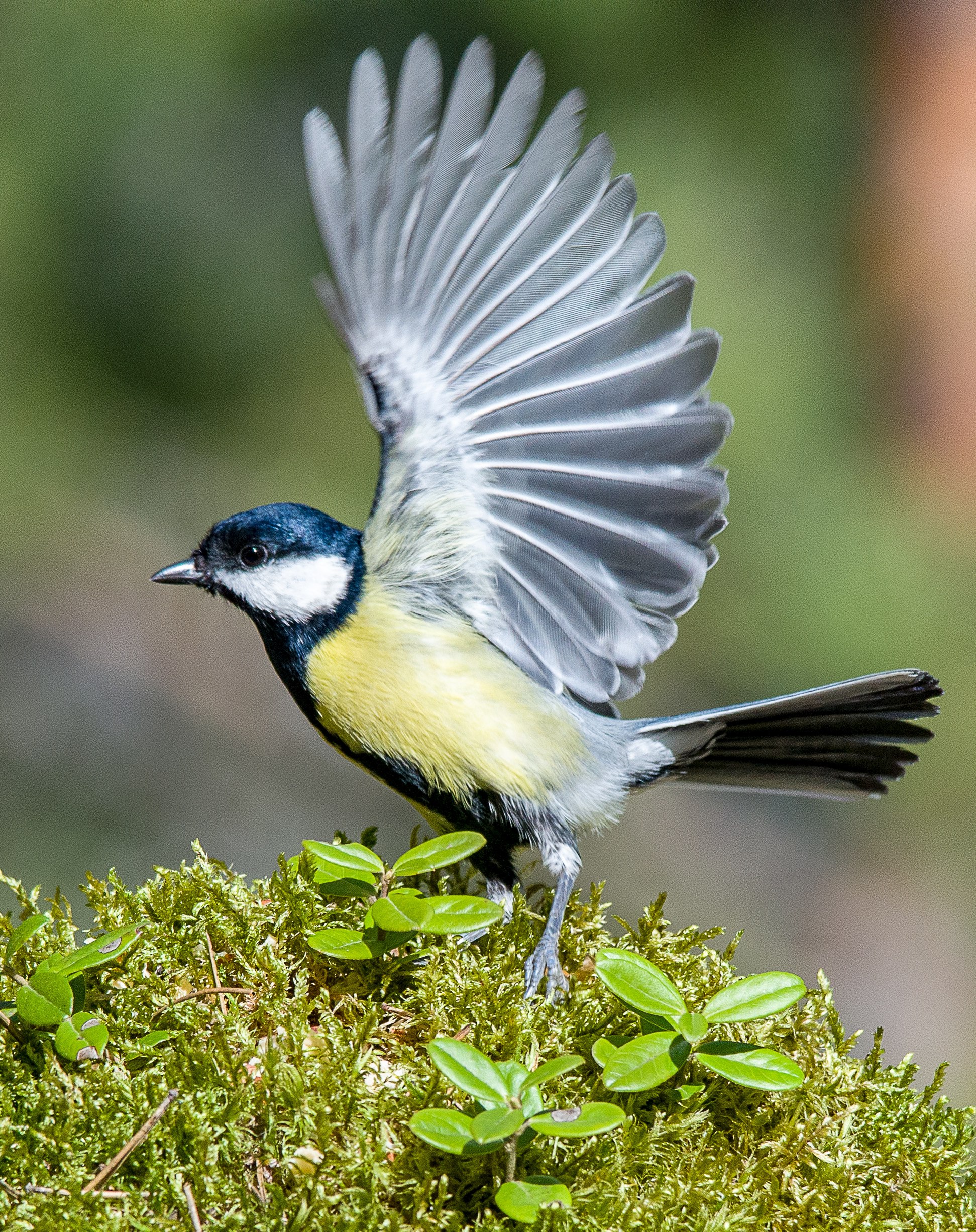 Доброе утро. Сегодня - Синичкин день