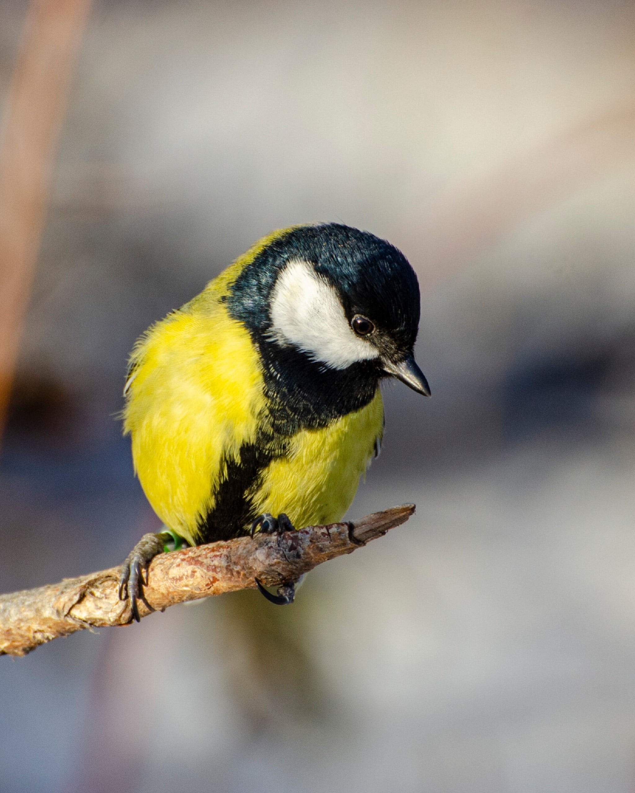 Доброе утро. Сегодня - Синичкин день Доброе утро. Сегодня - Синичкин день