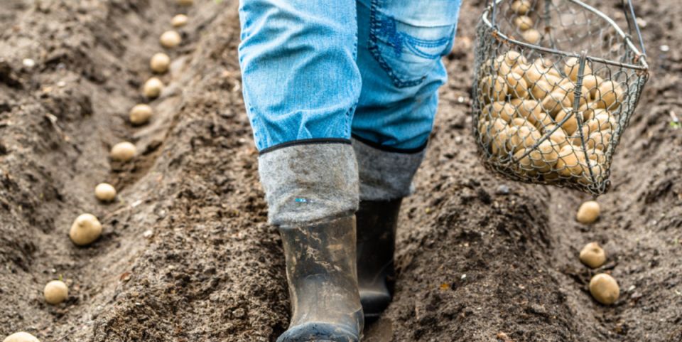 Как правильно посадить картофель в мае 2025 года: секреты и советы
