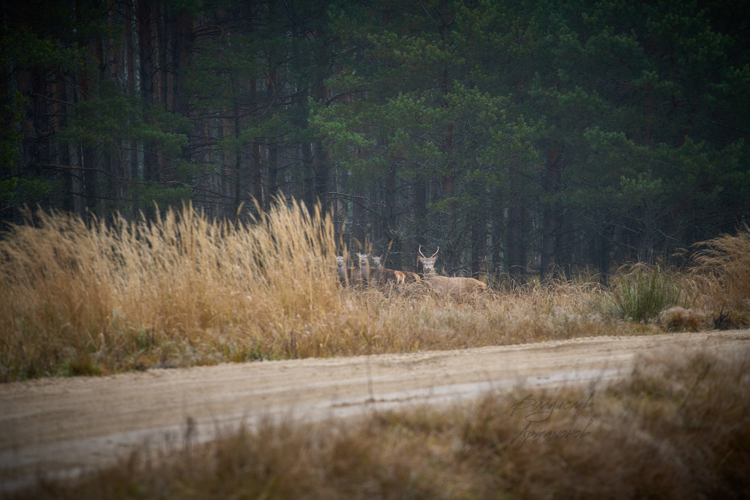 «Осенью, в дождливый серый день…» «Осенью, в дождливый серый день…»