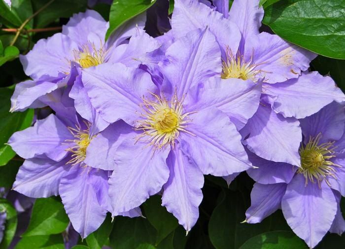 Клематис: секреты ухода за этим удивительным растением