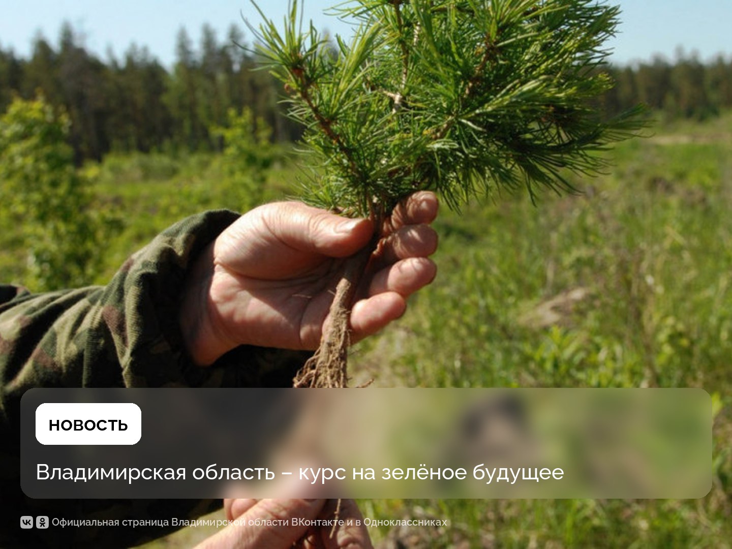 В Минлесхозе Владимирской области подвели итоги реализации федерального проекта «Сохранение лесов» нацпроекта «Экологическое благополучие» за 9 месяцев текущего года