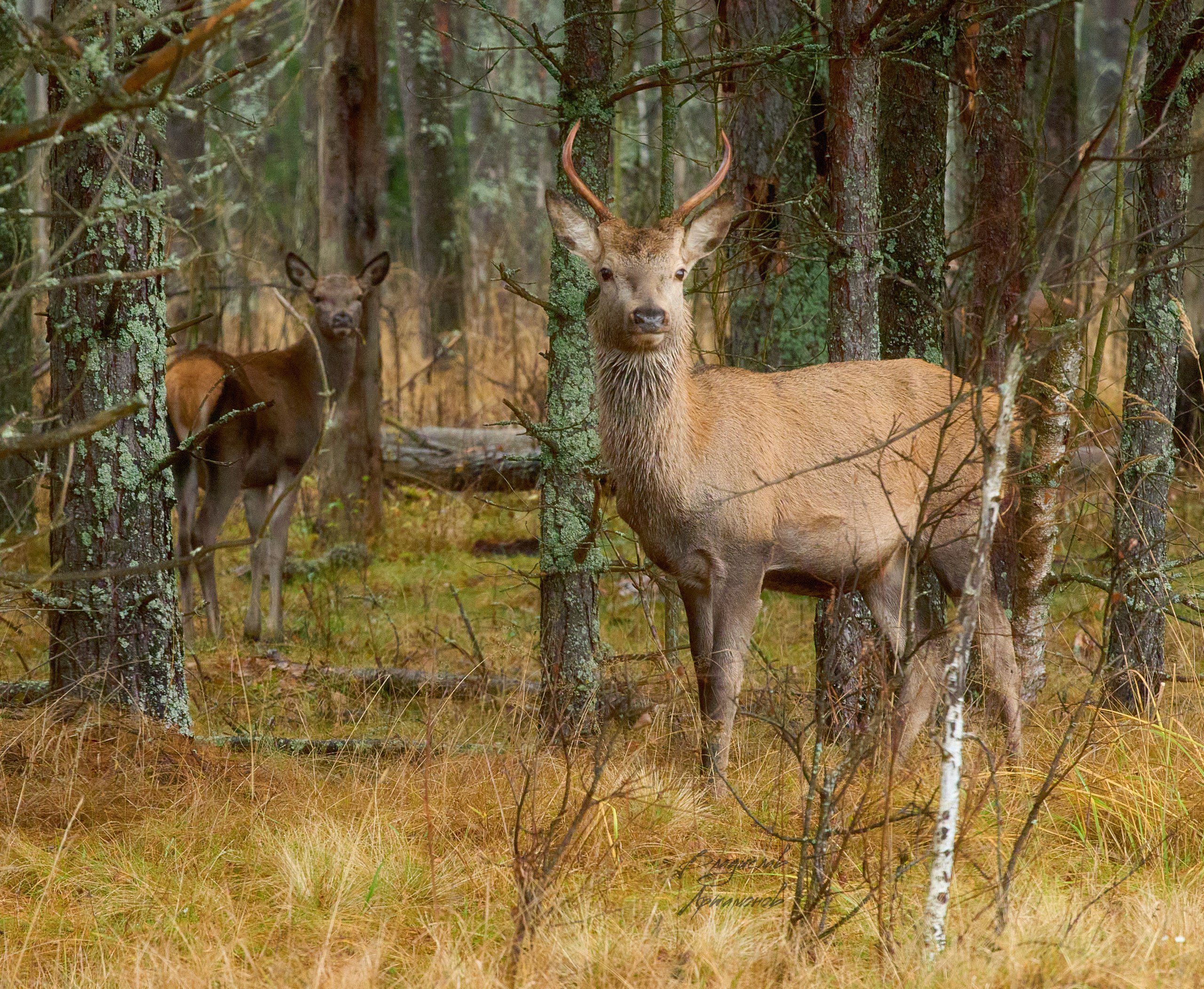 «Осенью, в дождливый серый день…» «Осенью, в дождливый серый день…»