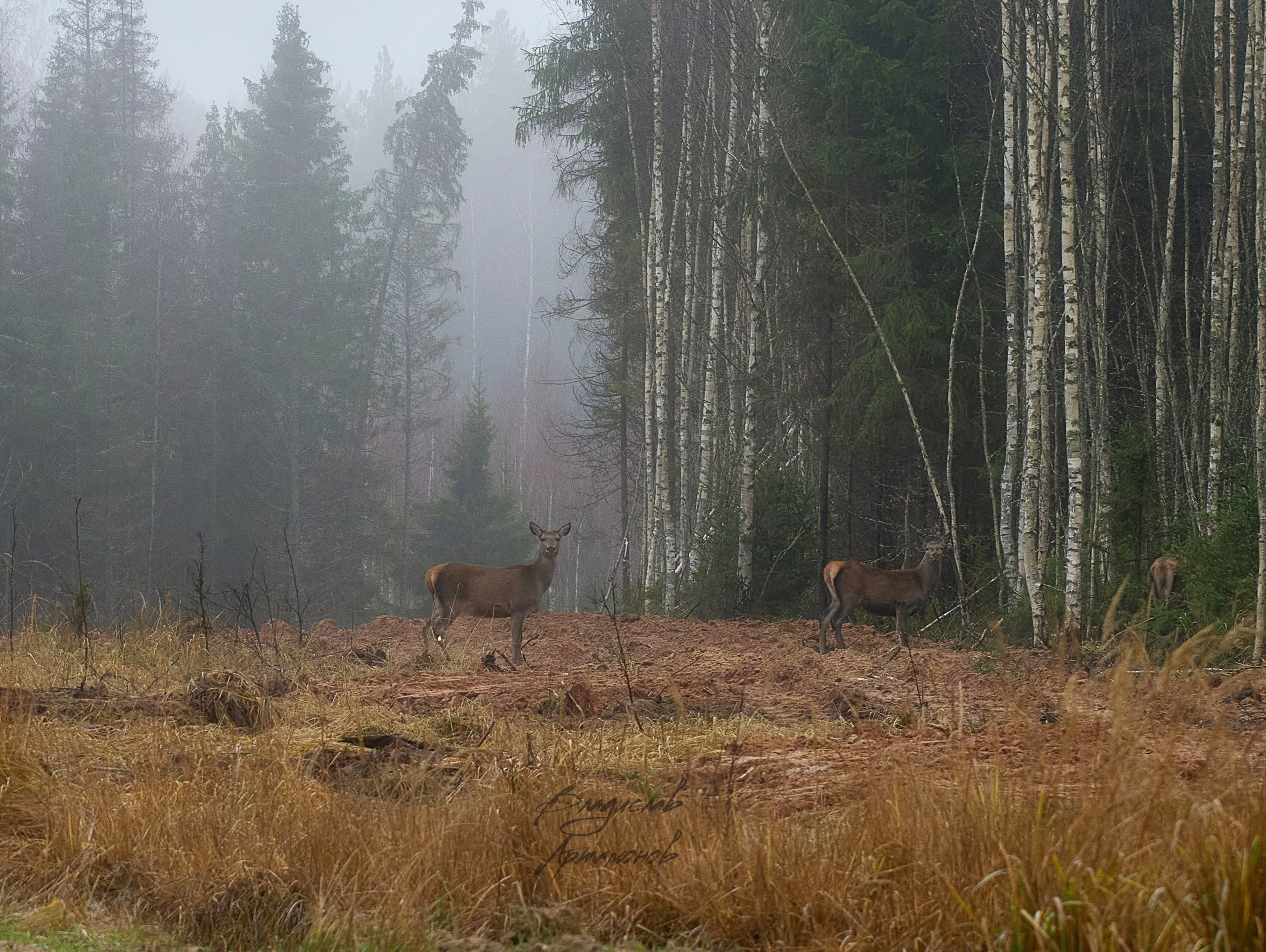 «Осенью, в дождливый серый день…» «Осенью, в дождливый серый день…»