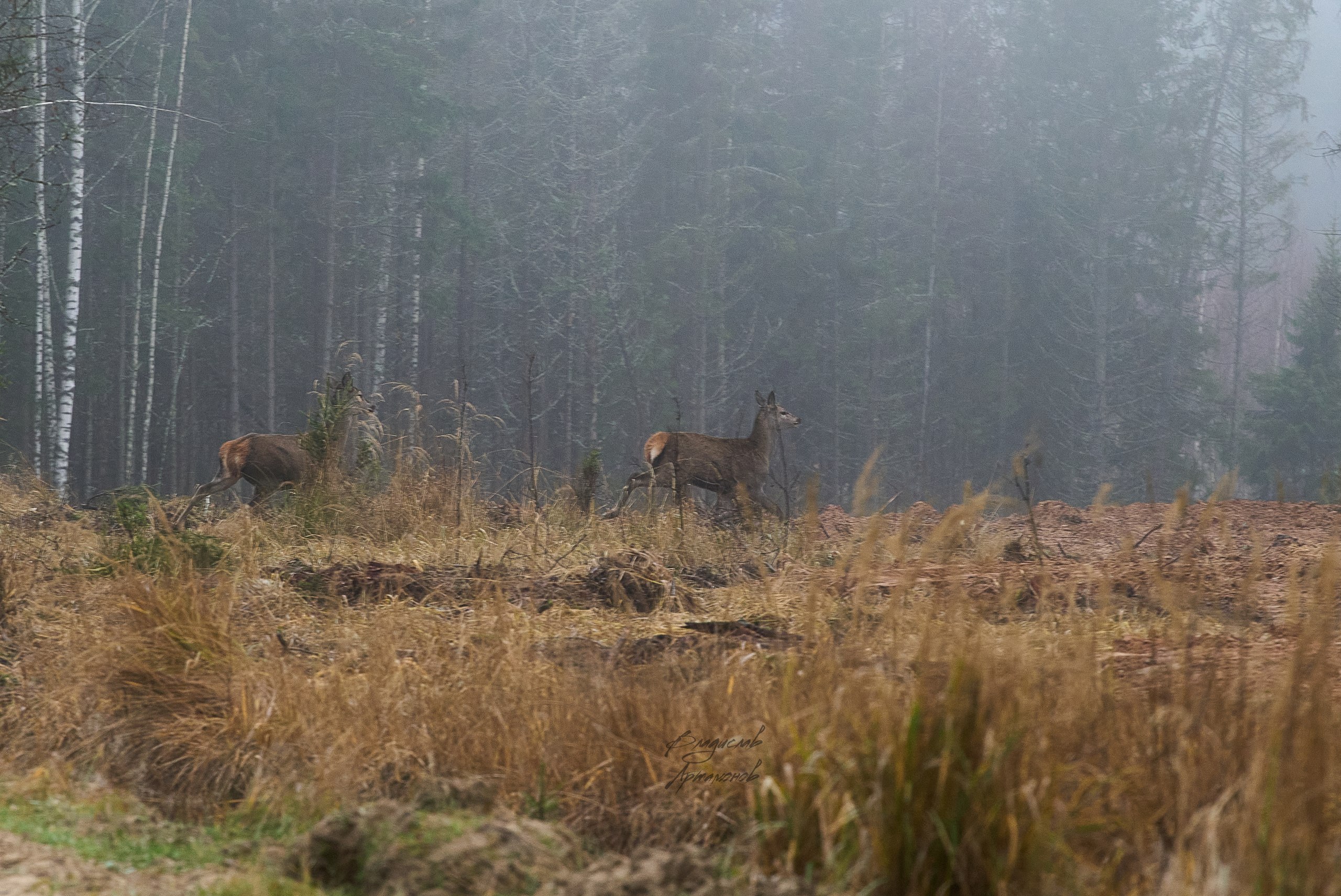 «Осенью, в дождливый серый день…» «Осенью, в дождливый серый день…»