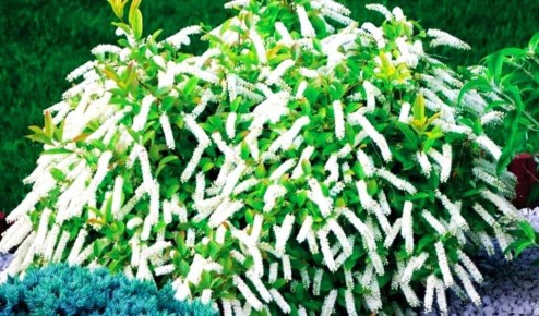 Итея: Элегантный фонтан цветов для вашего сада