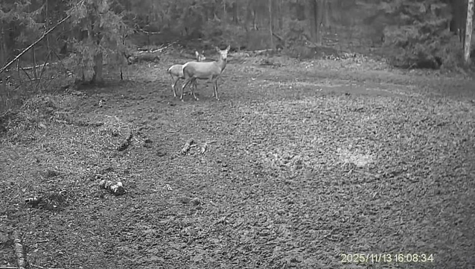 Мама с олененком попала на видео в Киржачском округе
