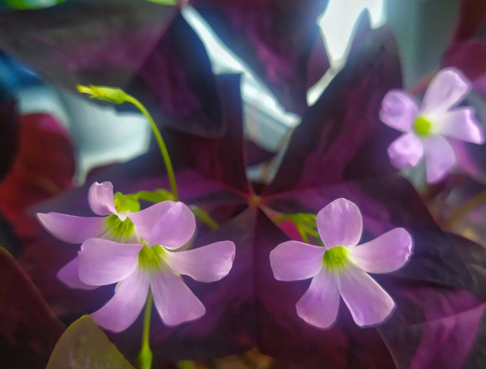 Кислица: удивительное растение, которое должно быть в вашем доме