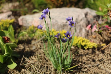 Сисюринхий: Как этот миниатюрный лилейник наполняет сад синим уютом