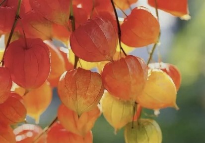 Секреты сбора и хранения физалиса: как сохранить свежесть и вкус плодов