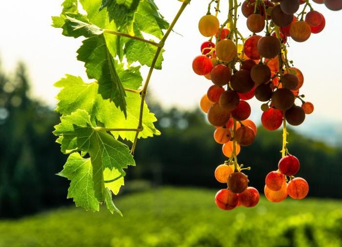 Секреты северного виноградарства: как холодные условия влияют на качество ягод