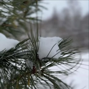 Любуемся первым снегом! А как же итоги недели?