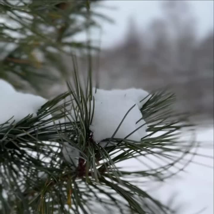 Любуемся первым снегом! А как же итоги недели?