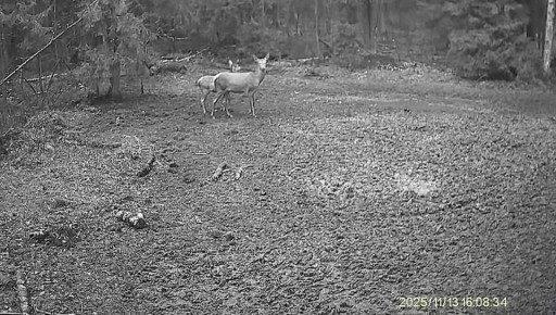 Наши леса – настоящий дом для чудесных созданий