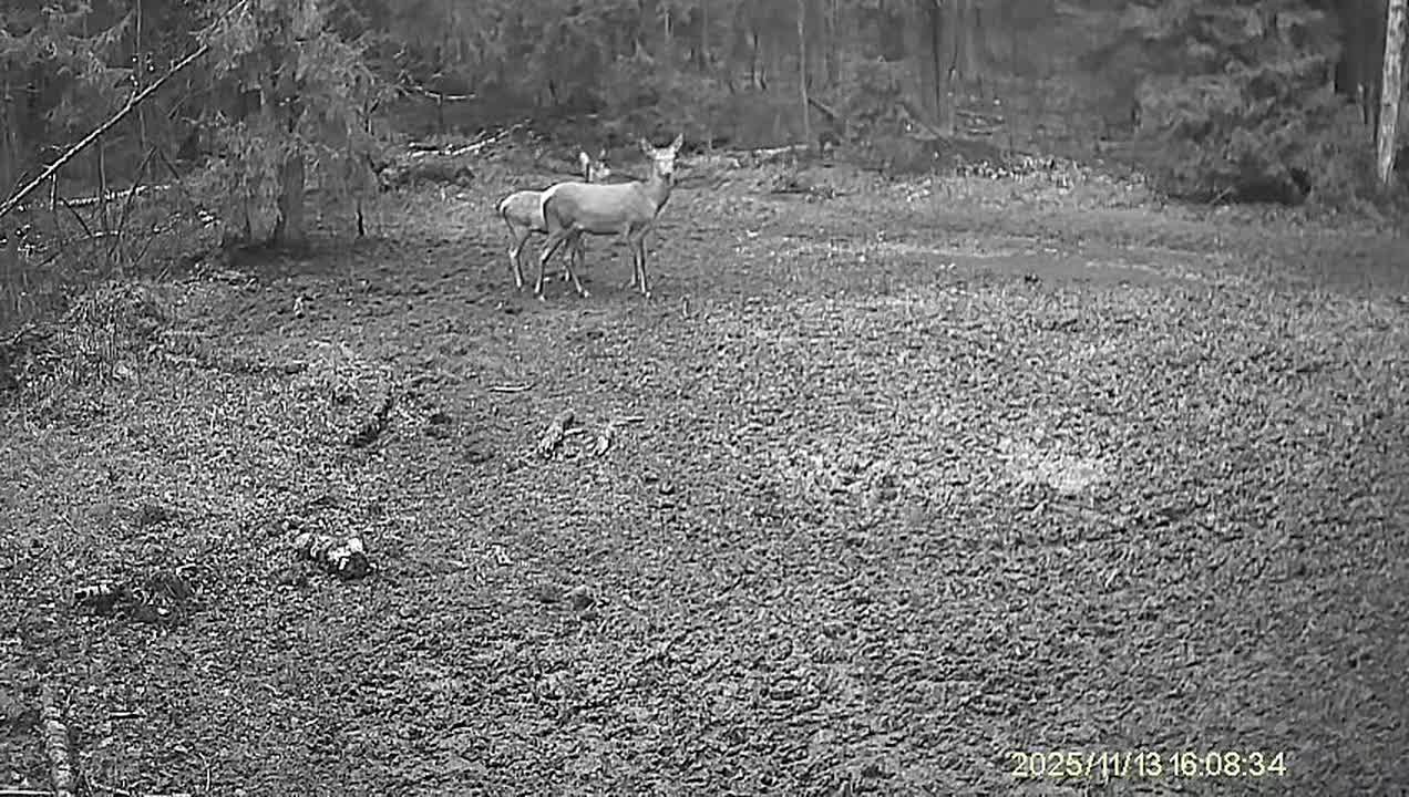 Наши леса – настоящий дом для чудесных созданий