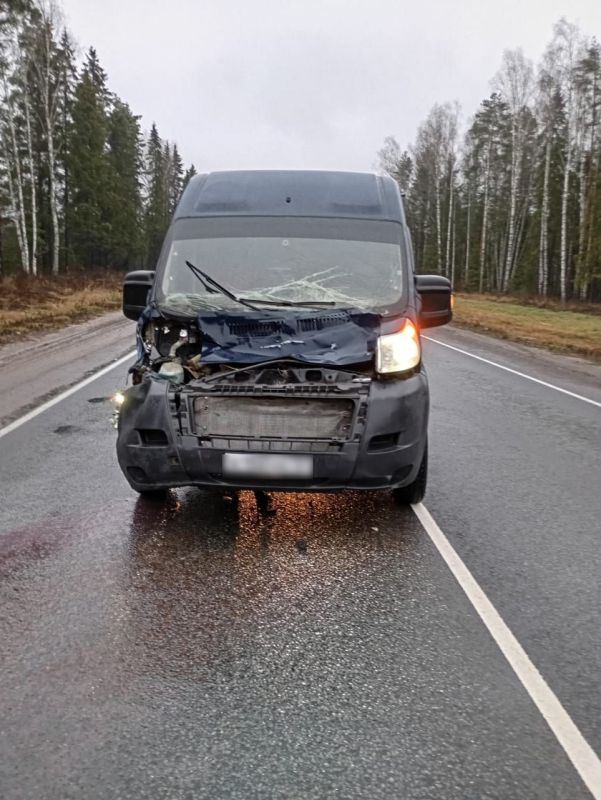 Микроавтобус «Фиат» сбил лося на трассе в Судогодском округе