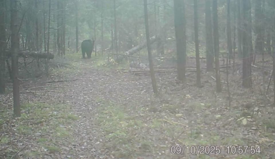 Летящей походкой, да за рябиной
