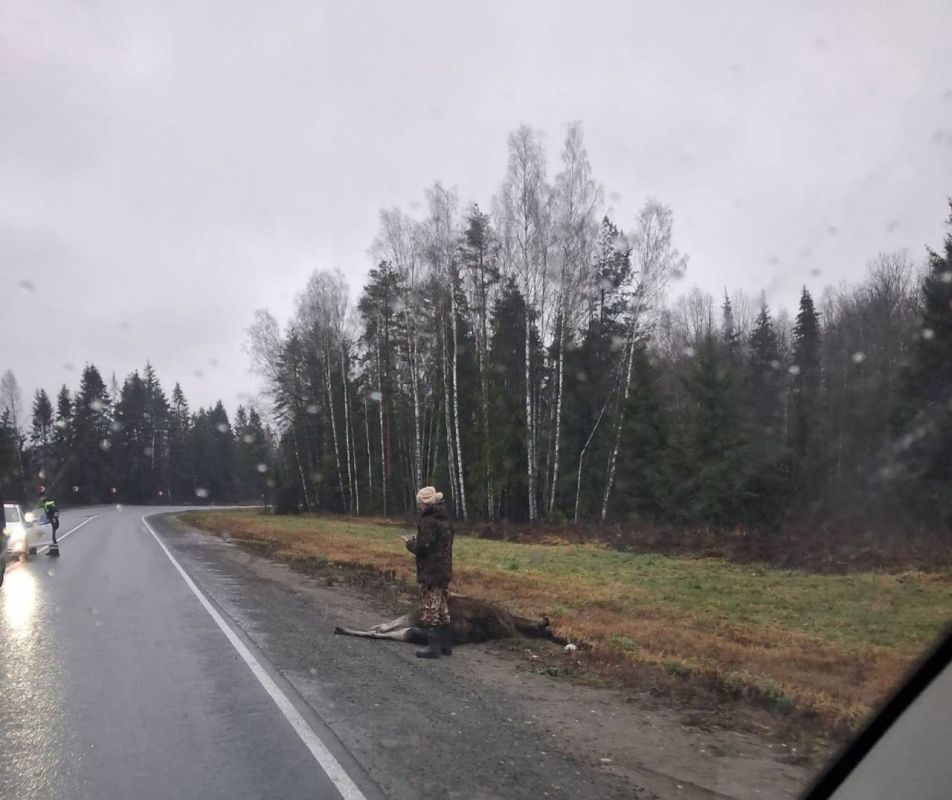 В Судогодском районе насмерть сбит лось