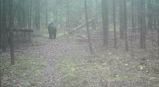 Фотоловушка в Клязьминско-Лухском заказнике Владимирской области запечатлела медведя