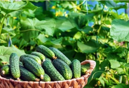 Как вырастить невероятный урожай огурцов: простые советы для всех